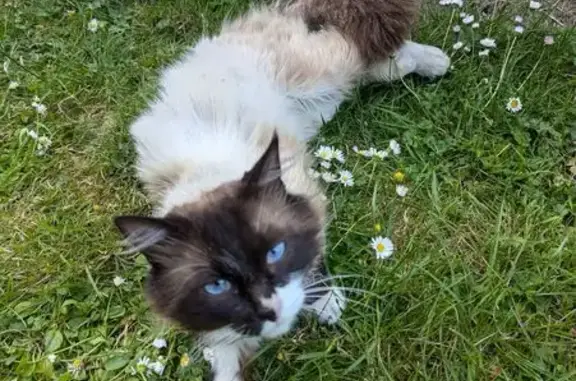 Chat mâle non castré trouvé, Jouy-en-Josas - photo