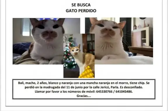 Gato perdido en Parla: blanco y naranja