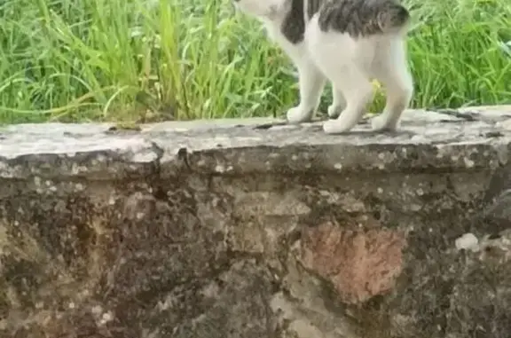 Buscamos a Gato Perdido: Blanco y Gris, Ojos Azules