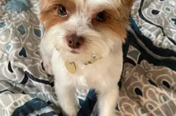 Help Find Max: Lost Near Obegon Park