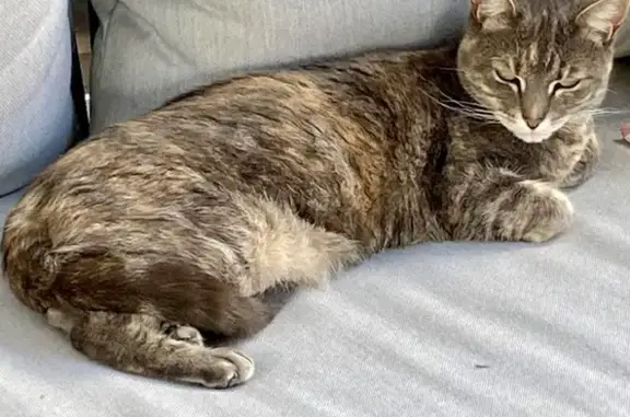 Lost Grey Tortoise Shell Cat in QLD