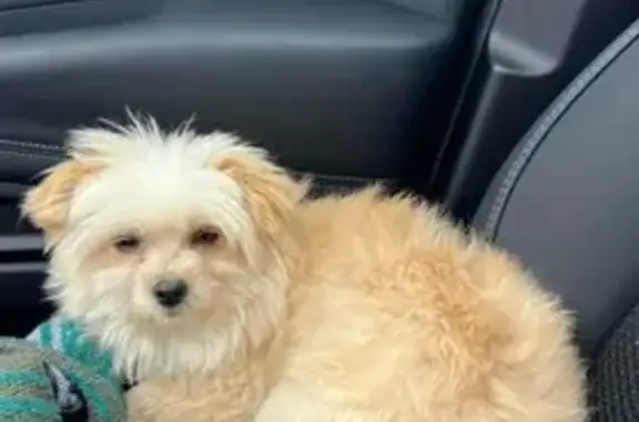 Lost Dog: 3lbs, Orange Collar, Scott
