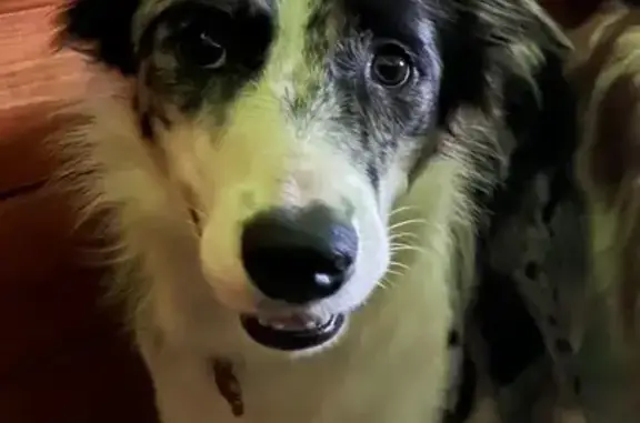 Lost Border Collie on Newcomer Lane