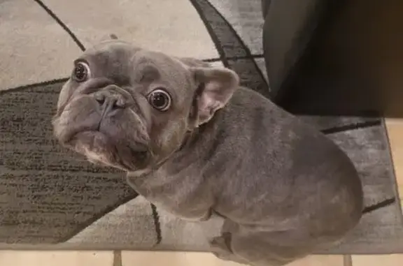 Lost Brindle & Gray Dog in Baltimore
