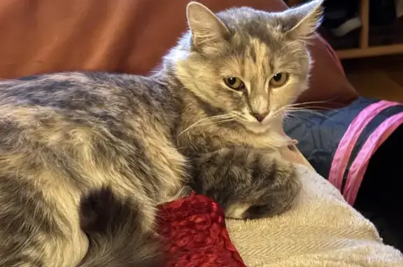 Lost pets Reno, photo: Missing Shy Cat in Reno - Please Help!