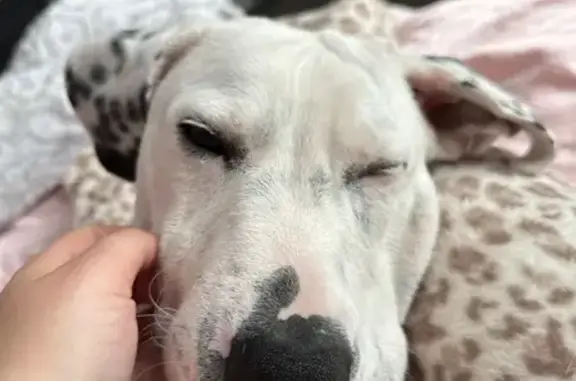 Lost Deaf Puppy: White with Black Spots