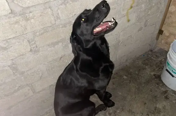 Perro Negro Perdido en Genaro Vázquez, CDMX