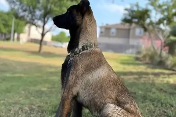 Lost and found pets Pflugerville, photo: Found: Young Black & Brown Malinois in Pflugerville