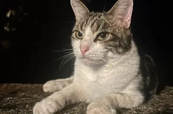Chat perdu, Laillé, photo: Chat perdu : Tigre, gris-blanc, Laillé