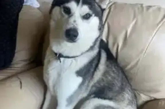 Missing Husky: Help Find Buddy!