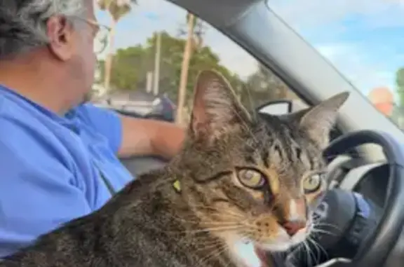 Lost Tabby Cat: Grey & White in Powell