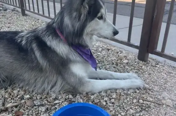Found pets Phoenix, photo: Found: Friendly Husky Mix on 52nd St