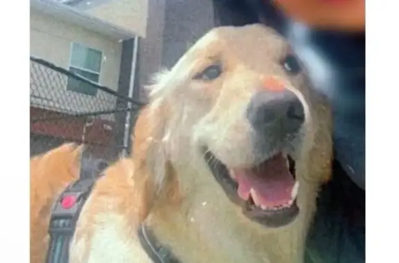 Missing dog Brackettville, photo: Lost Dog: Green Collar & Harness, 501