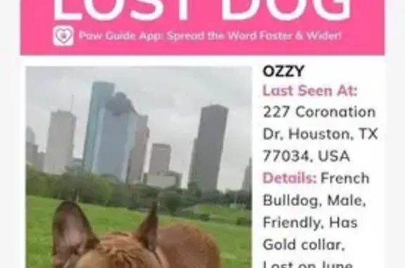 Lost Frenchie: Black/Brown, Gold Collar