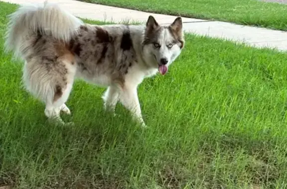 Found dog Norman, photo: Found: Sweet Aussie Husky Mix in Norman