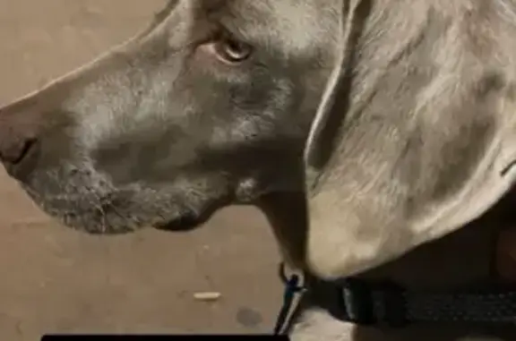 Perro Perdido en Andújar: Alma, Braco de Weimar