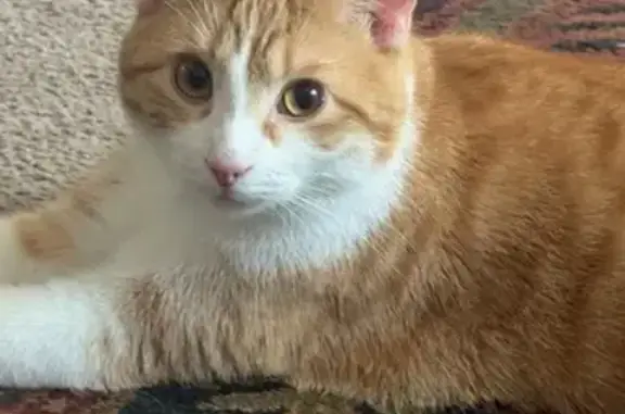 Help Find Cheeks: Lost Cat in Andover