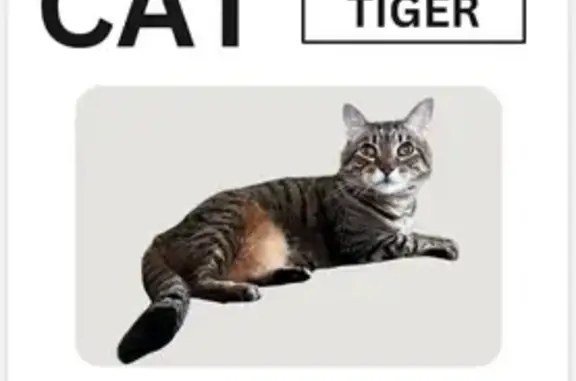 Missing cat Lee's Summit, photo: Lost Blind Tabby: Help Find Tiger!