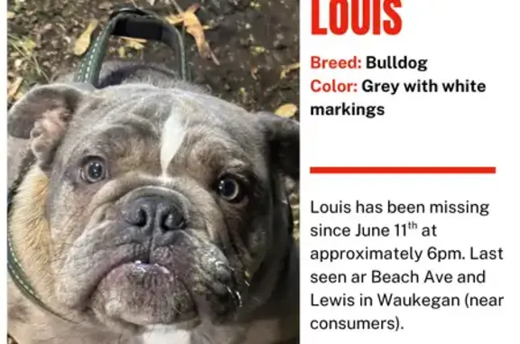 Lost Dog with Brown Collar in Waukegan