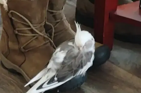 Lost pets Loveland, photo: Lost Cockatiel: Snow in Loveland Area