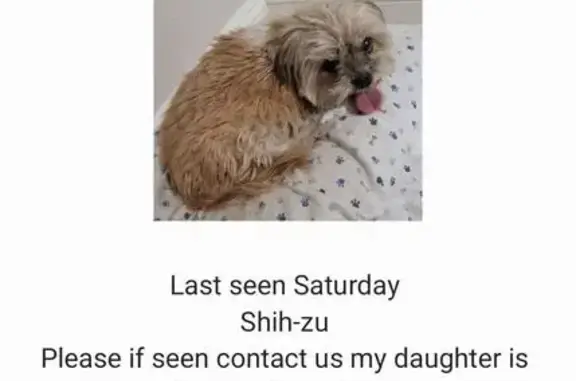 Missing dog , photo: Lost Shih-Tzu: Elderly, White & Brown