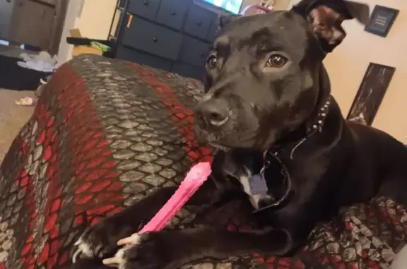 Missing dog Perkins, photo: Lost Dog: Urcella - Black with White Markings