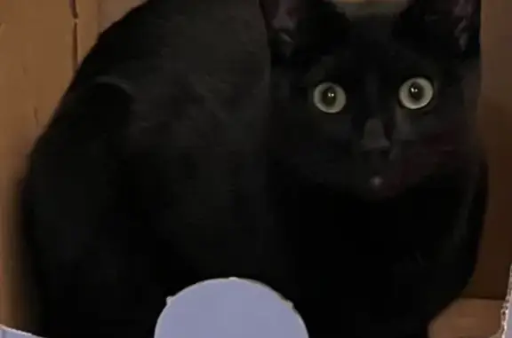 Lost Black Cat on Jefferson Ave, Massapequa
