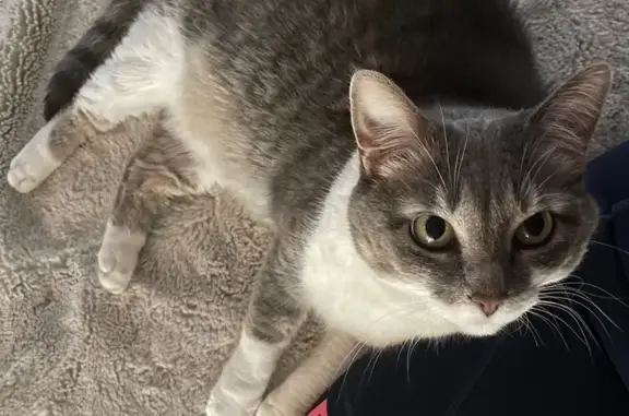 Lost Cat in Crown Heights: Help Find Toni!