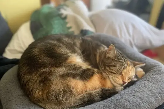 Lost Torbie Cat: Maggie Needs Your Help