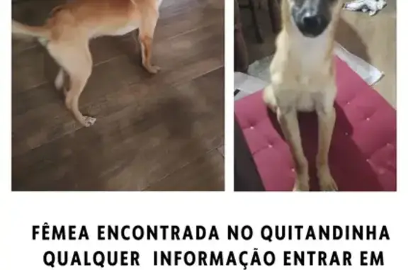 cachorro encontrada