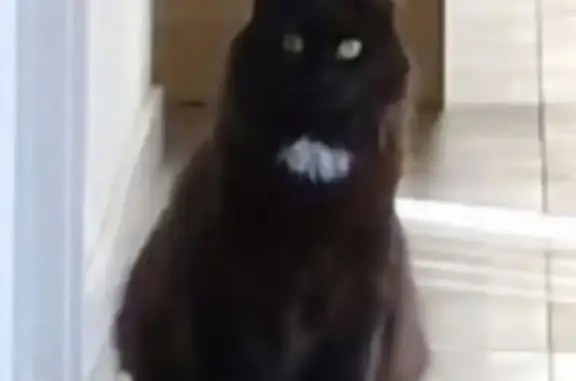 Lost Timid Cat: Tea Tree Gully Area