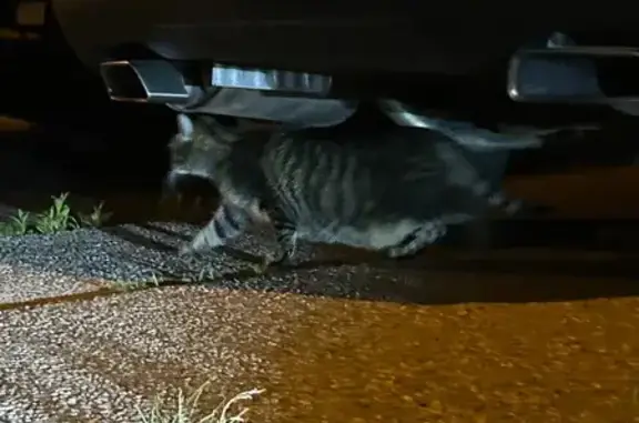 Found Cat in Milton: No Collar Seen
