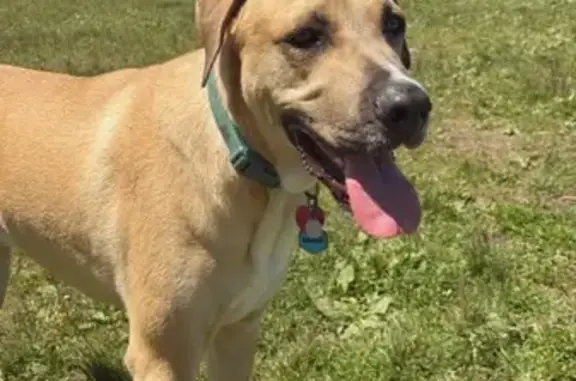 Lost Tall Yellow Dog: N. 57th St, Milwaukee