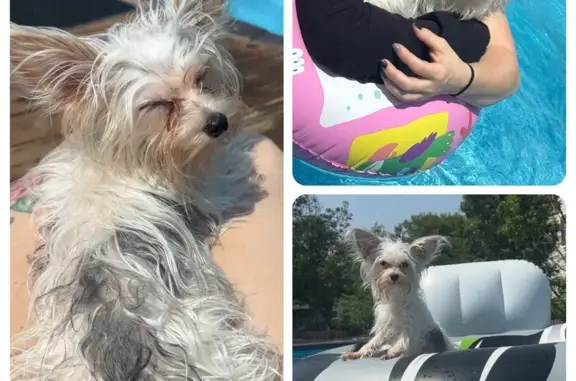 Lost Yorkie: Friendly 5lb Pup in Plano