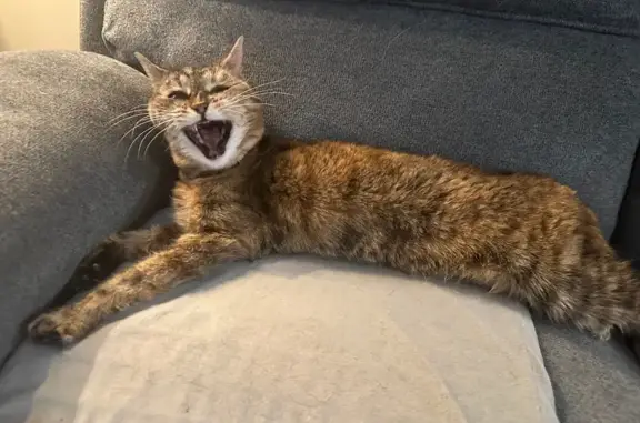 Lost 3.5-Legged Cat: Shy & Vocal in Columbus