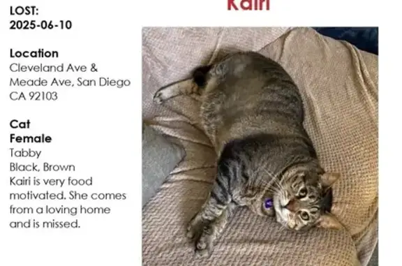 Missing cat San Diego, photo: Lost Tabby Cat on Cleveland Ave, SD