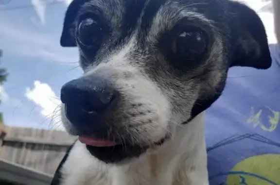 Lost Senior Chihuahua: Lester Ave, Dalton