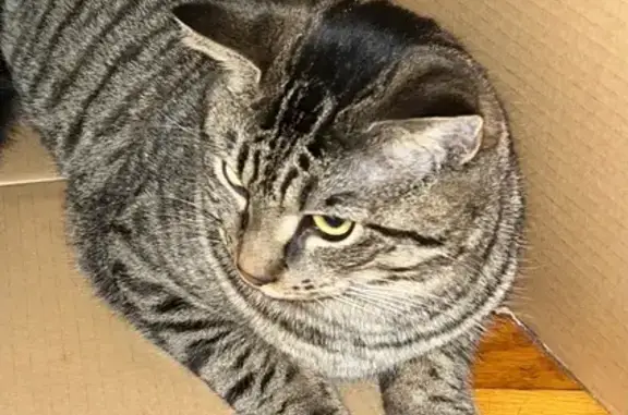 Lost Grey Tabby Cat on William Ave
