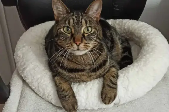 Animaux perdus Cagnes-sur-Mer, photo: Chat tigré perdu secteur Val Fleuri