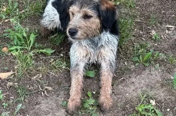 Chien trouvé , photo: Chien mâle multicolore trouvé 11/06/25
