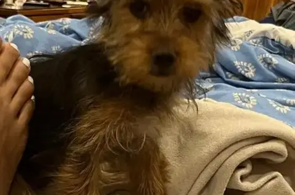 Perro Perdido: Pequeño y Peludo en Navojoa