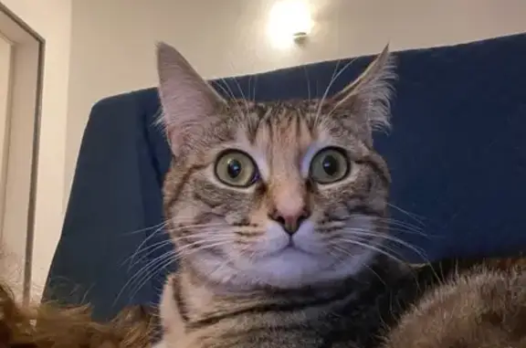 Chatte tigrée perdue à Lorient - photo