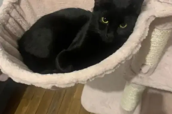 Animaux perdus Reims, photo: Chatte noire perdue, craintive et blessée
