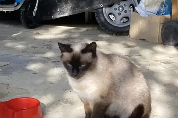 Chat trouvé Compiègne, photo: Chat trouvé à Compiègne, Rue de Paris