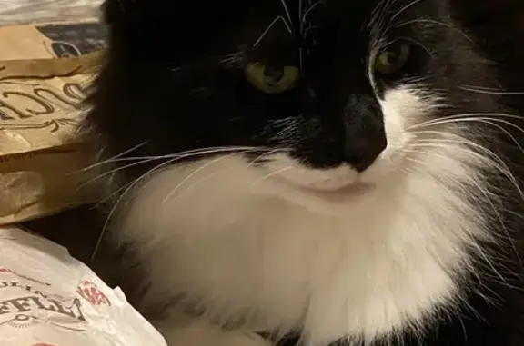 Chat perdu, La Tronche, photo: Chat perdue noire et blanche à La Tronche
