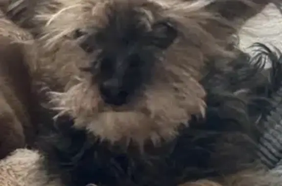 Chien perdu Bagard, photo : Chienne âgée Luna perdue à Bagard