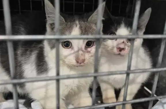 Lost Kitten: Grey & White, 10 Weeks Old
