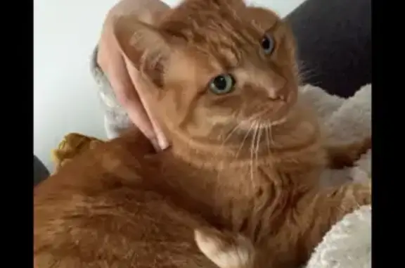 Chat perdu, Aurillac, photo: Chat roux perdu, craintif, Rue du Veinazes