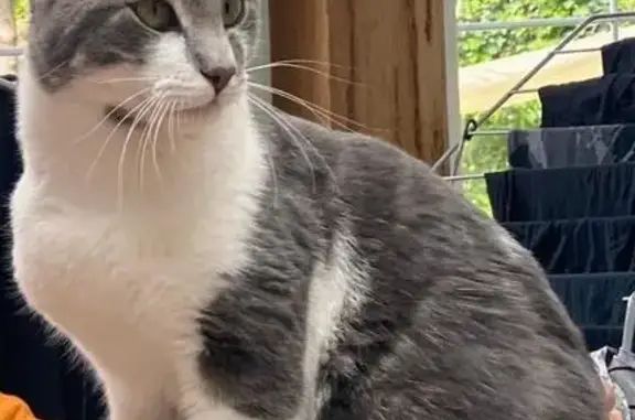 Animaux perdus Auffargis, photo: Chat perdue sociable Rue de la Chicane