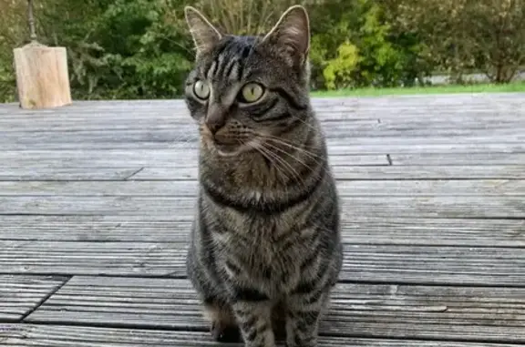 Animaux perdus Reugny, photo: Chat tabby perdu à Reugny, très sociable